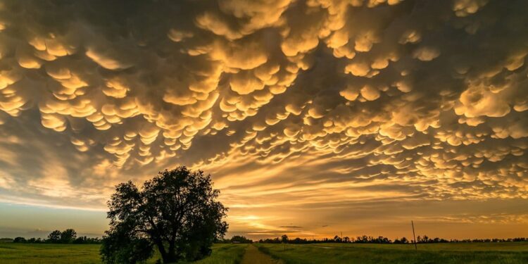 nori-mammatus