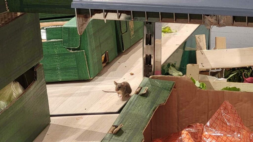 lidl-Iasi
