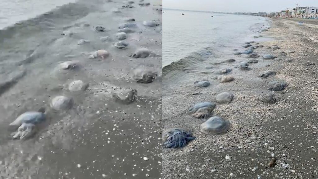 meduze