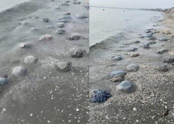 meduze