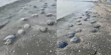 meduze