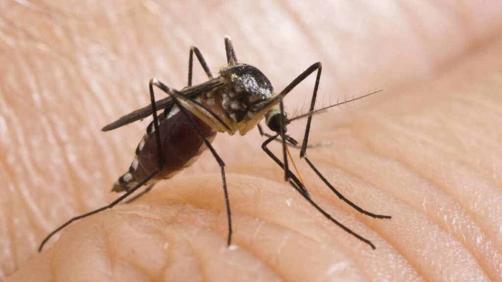 nou-caz-infectie-west-nile