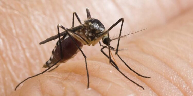 nou-caz-infectie-west-nile