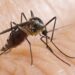 nou-caz-infectie-west-nile