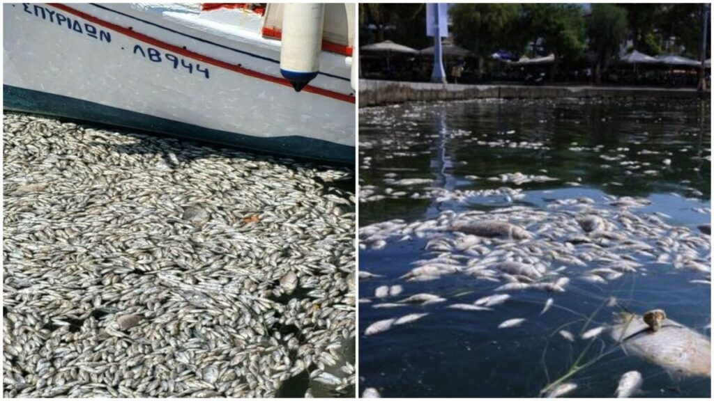 pesti-morti-portul-volos