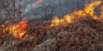 incendii-vegetatie