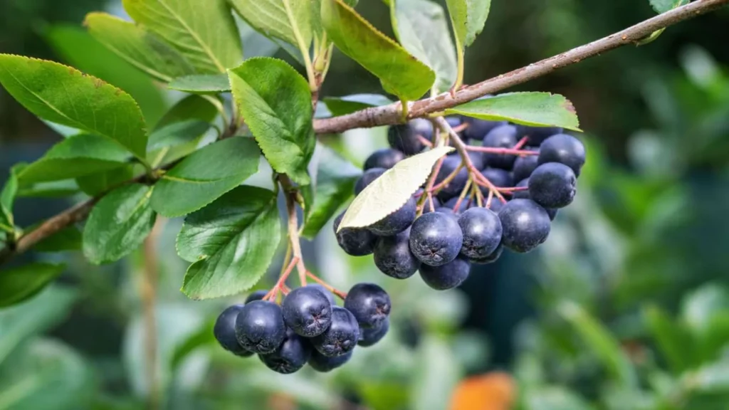 aronia-beneficii