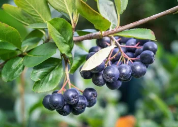 aronia-beneficii