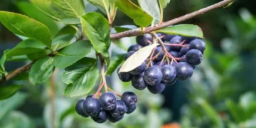 aronia-beneficii