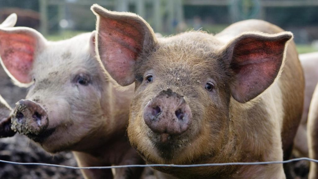 porci-infectati-cu-pesta-africana