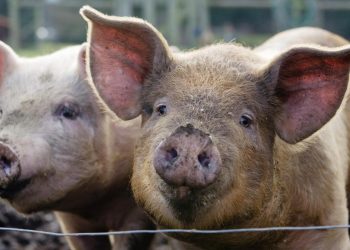porci-infectati-cu-pesta-africana