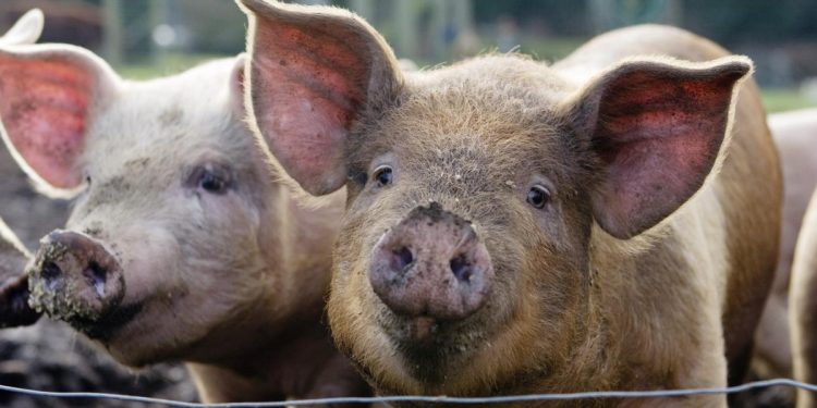 porci-infectati-cu-pesta-africana