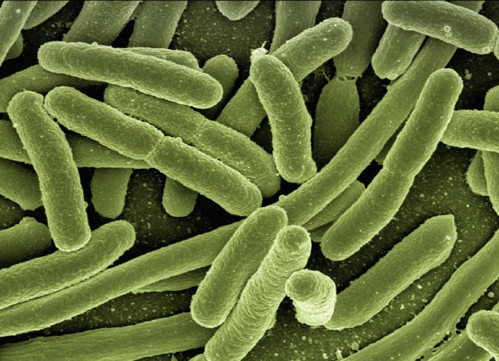bacterii-intestinale
