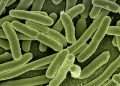 bacterii-intestinale