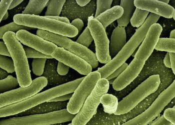 bacterii-intestinale