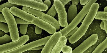 bacterii-intestinale