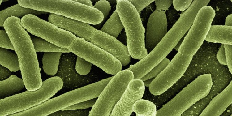bacterii-intestinale