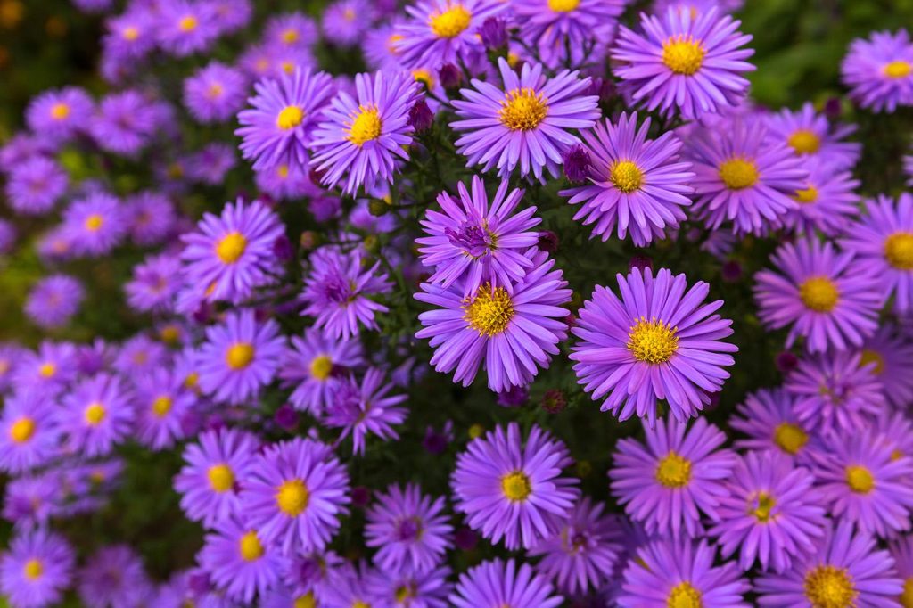 flori-mov