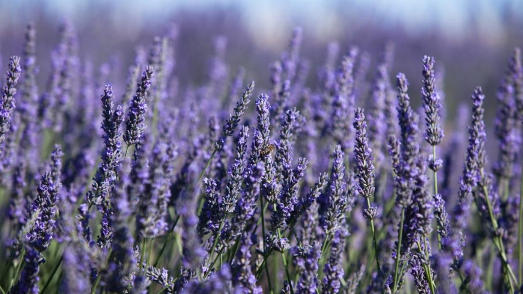 lavanda
