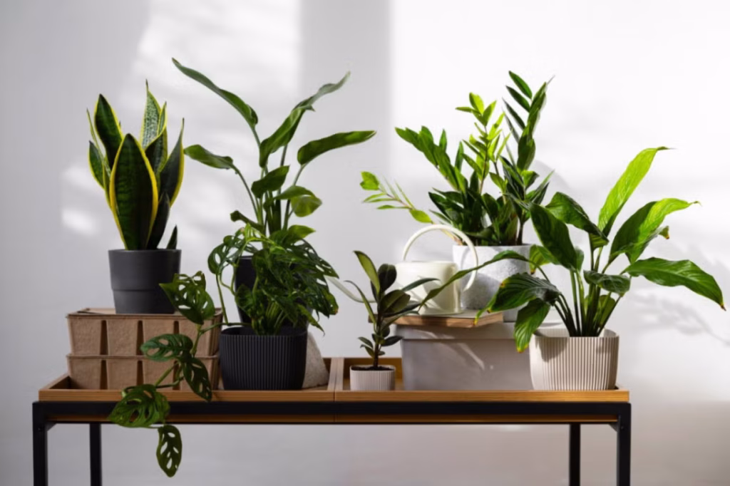 plante-de-apartament