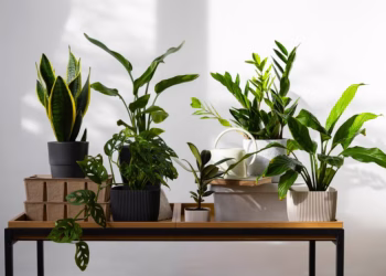 plante-de-apartament