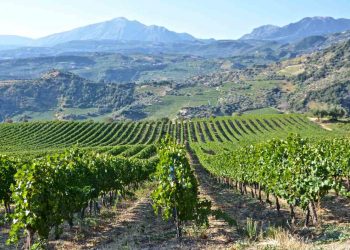 vin Grecia