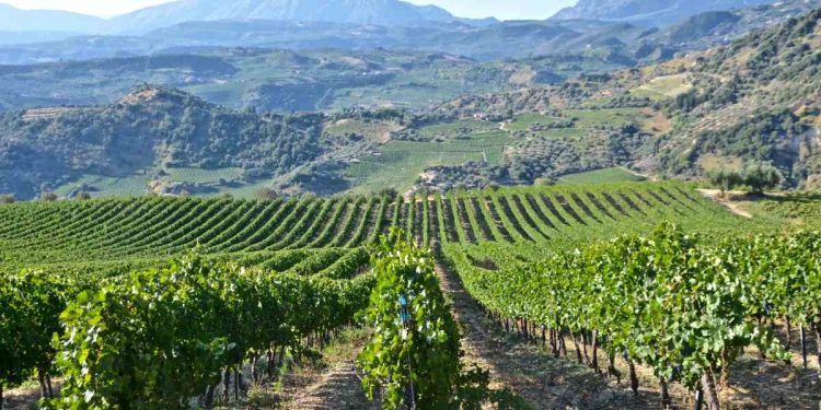 vin Grecia