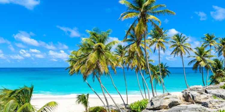 caraibe