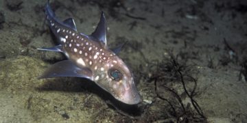Grecia avertizează turiștii după mai multe mușcături de pește-iepure în zonele de coastă