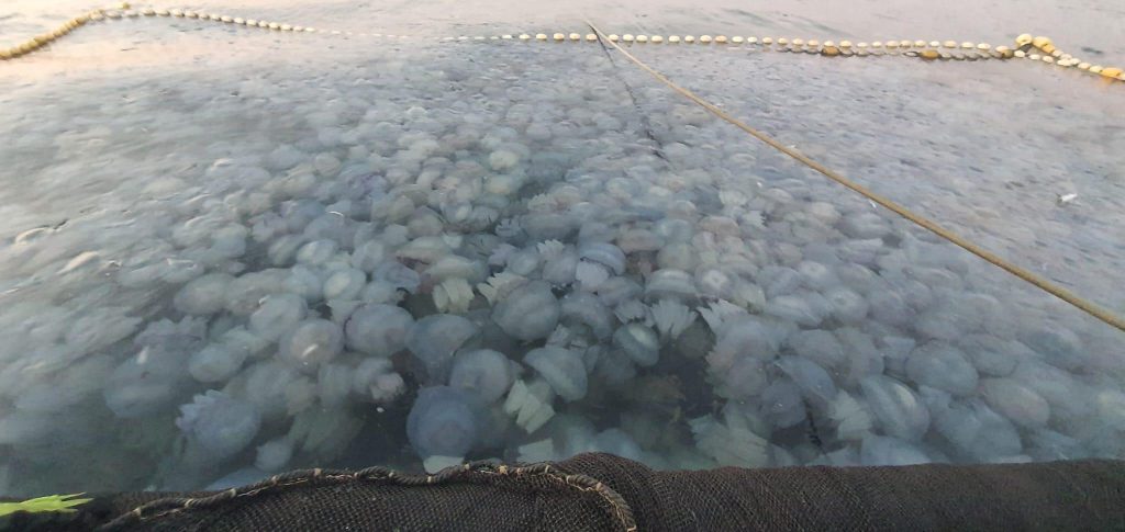 meduze-marea-neagra